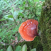IMG_5661