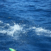 DSCF0084