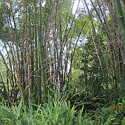 IMG_0619