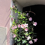 IMG_2789