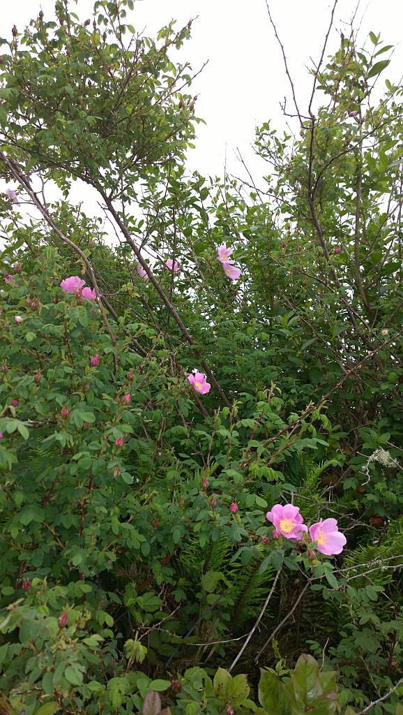 WP_20170531_14_35_01_Pro__highres
