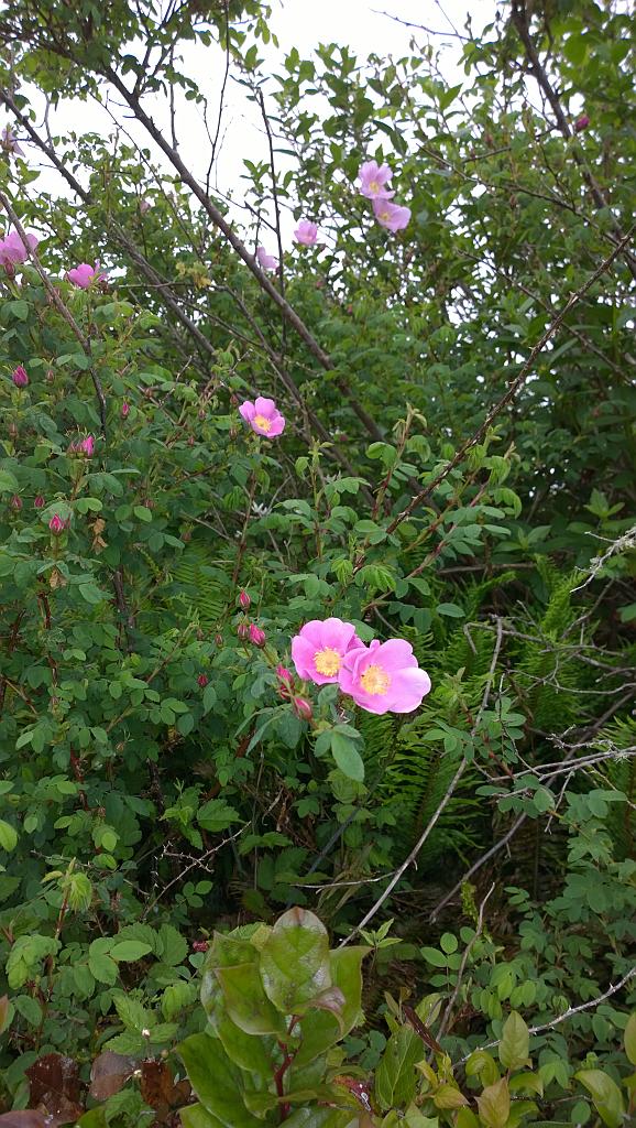 WP_20170531_14_35_10_Pro__highres