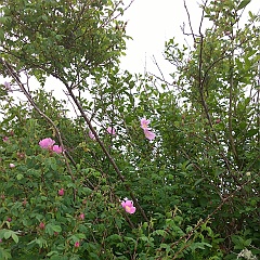 WP_20170531_14_35_01_Pro__highres
