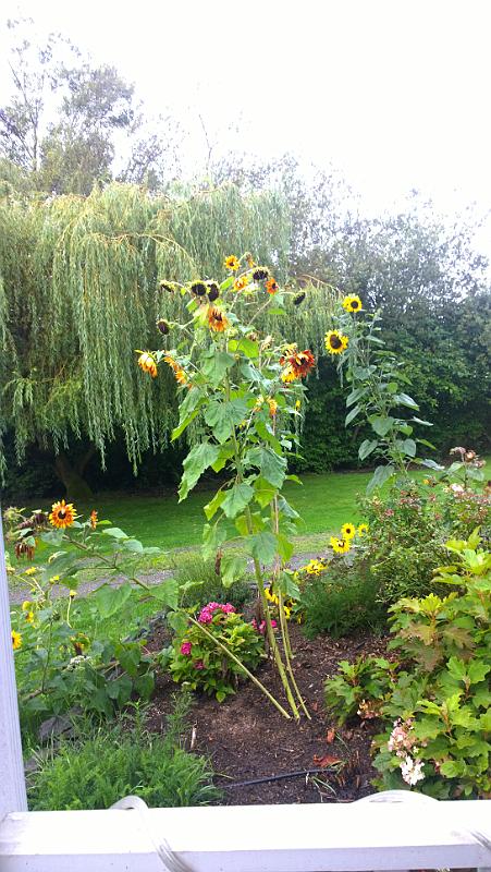 WP_20180915_08_43_02_Pro__highres