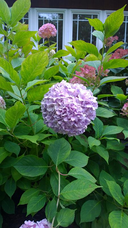 WP_20180915_16_29_38_Pro__highres